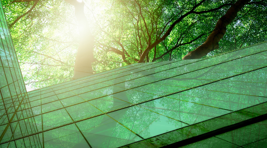 Tree and building