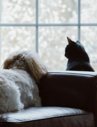 a white dog and a black cat relax on a leather sofa and look out a window