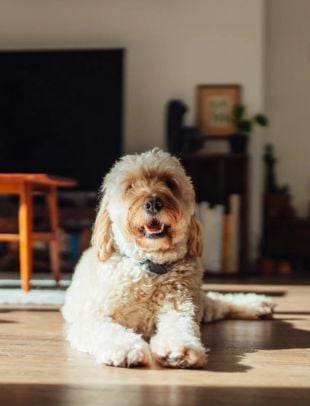 useful description of image if informative and not decoration only.