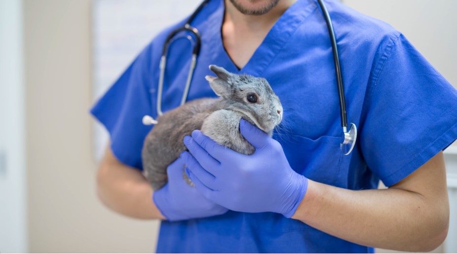Vet holding rabbit